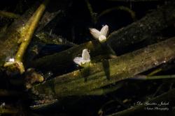 Vallisneria spiralis L. 3.Image