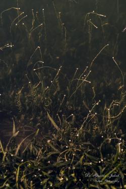 Vallisneria spiralis L. 2.Image