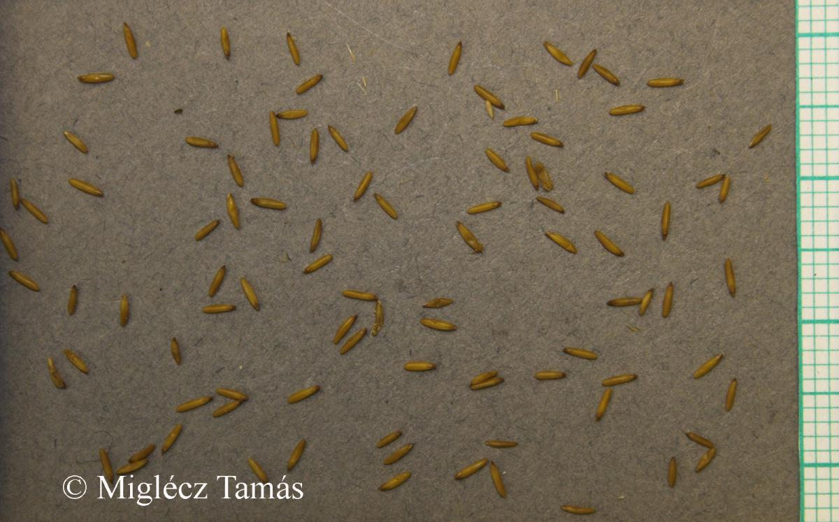 Ventenata dubia (Leers) Coss.