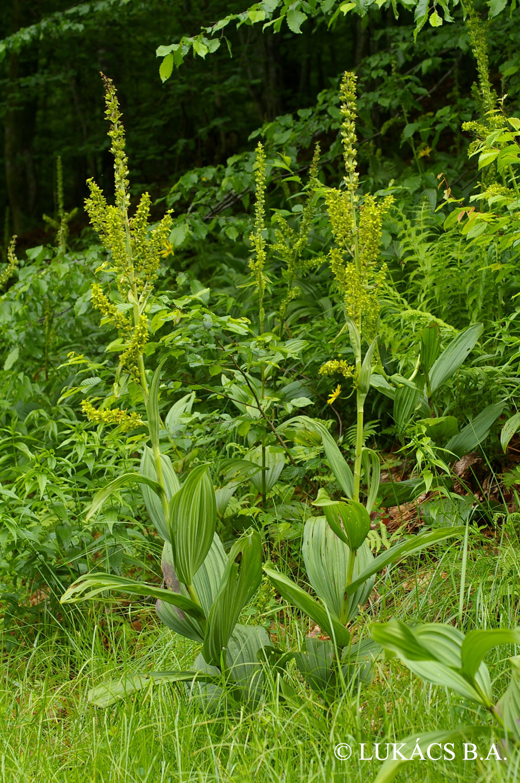 Veratrum album L.