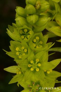 Veratrum album L. 2.Image