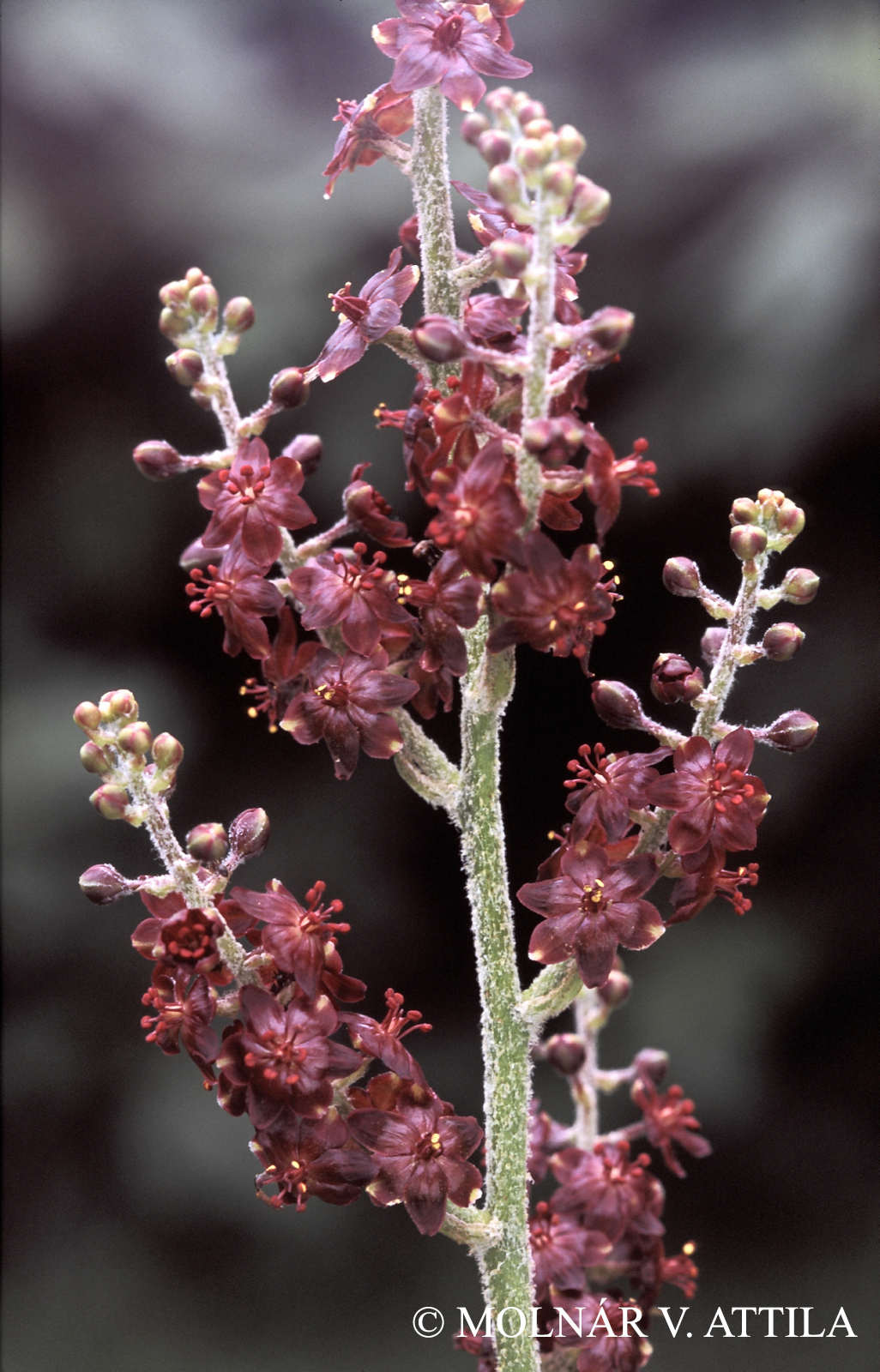 Veratrum nigrum L.