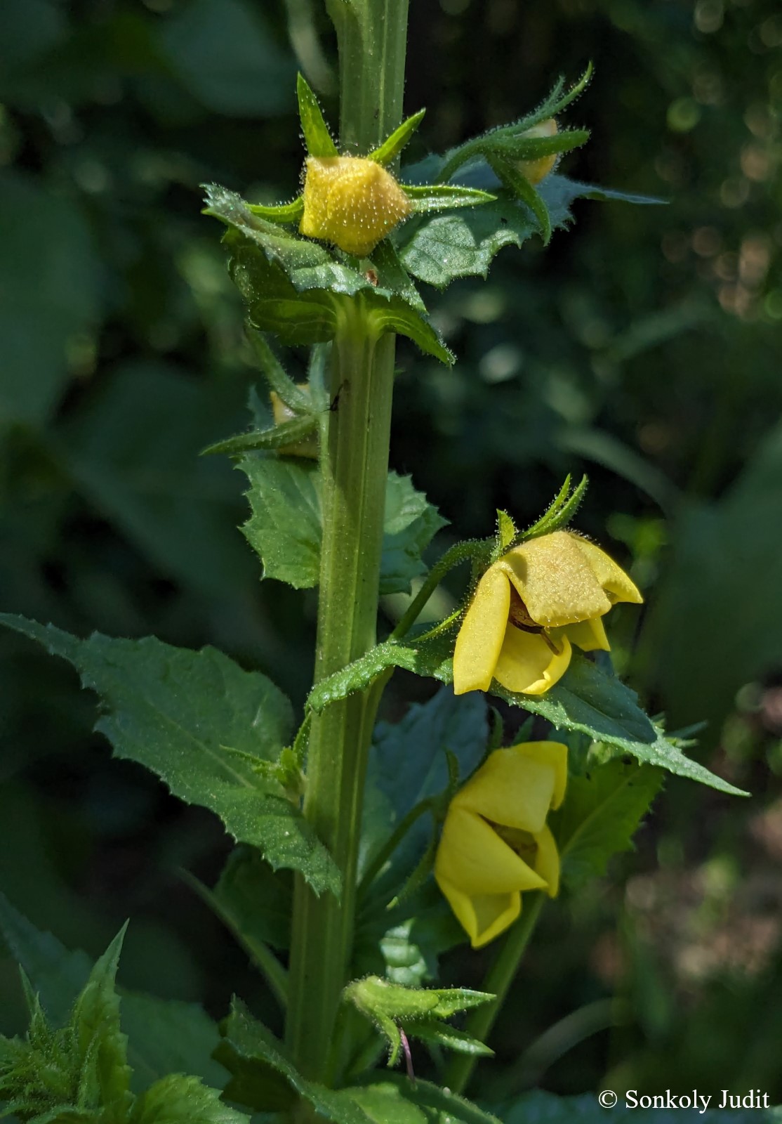 Verbascum blattaria L.