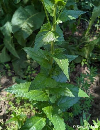 Verbascum blattaria L. 2.Image