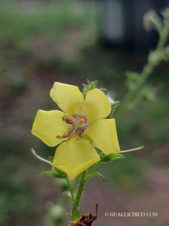 Verbascum blattaria L. 4.Kép