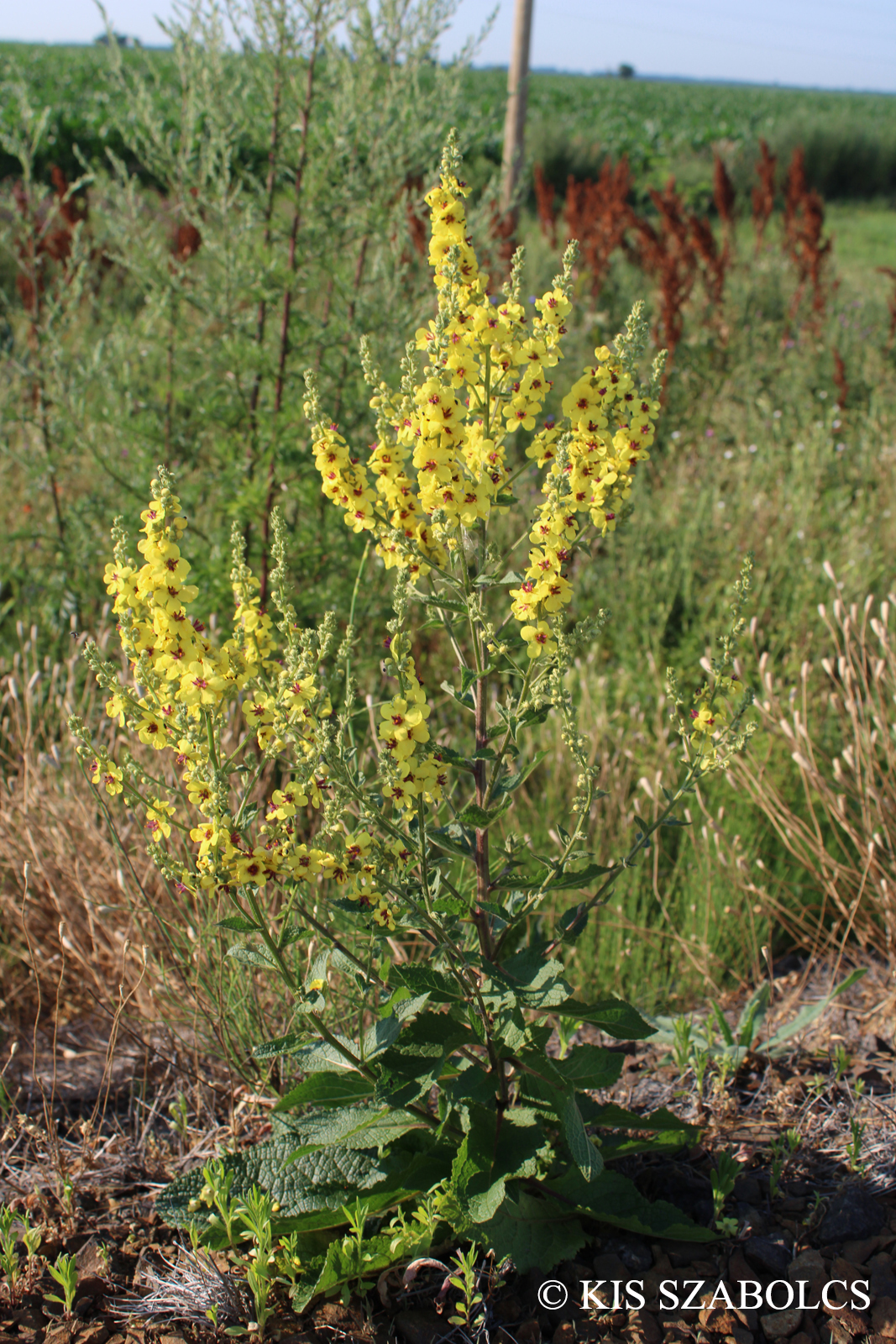 Verbascum chaixii Vill. subsp. austriacum (Schott) Hayek