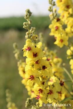 Verbascum chaixii Vill. subsp. austriacum (Schott) Hayek 2.Image