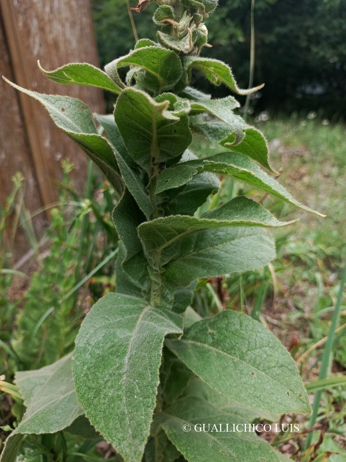 Verbascum densiflorum Bertol.