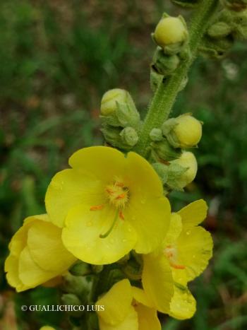 Verbascum densiflorum Bertol. 2.Kép