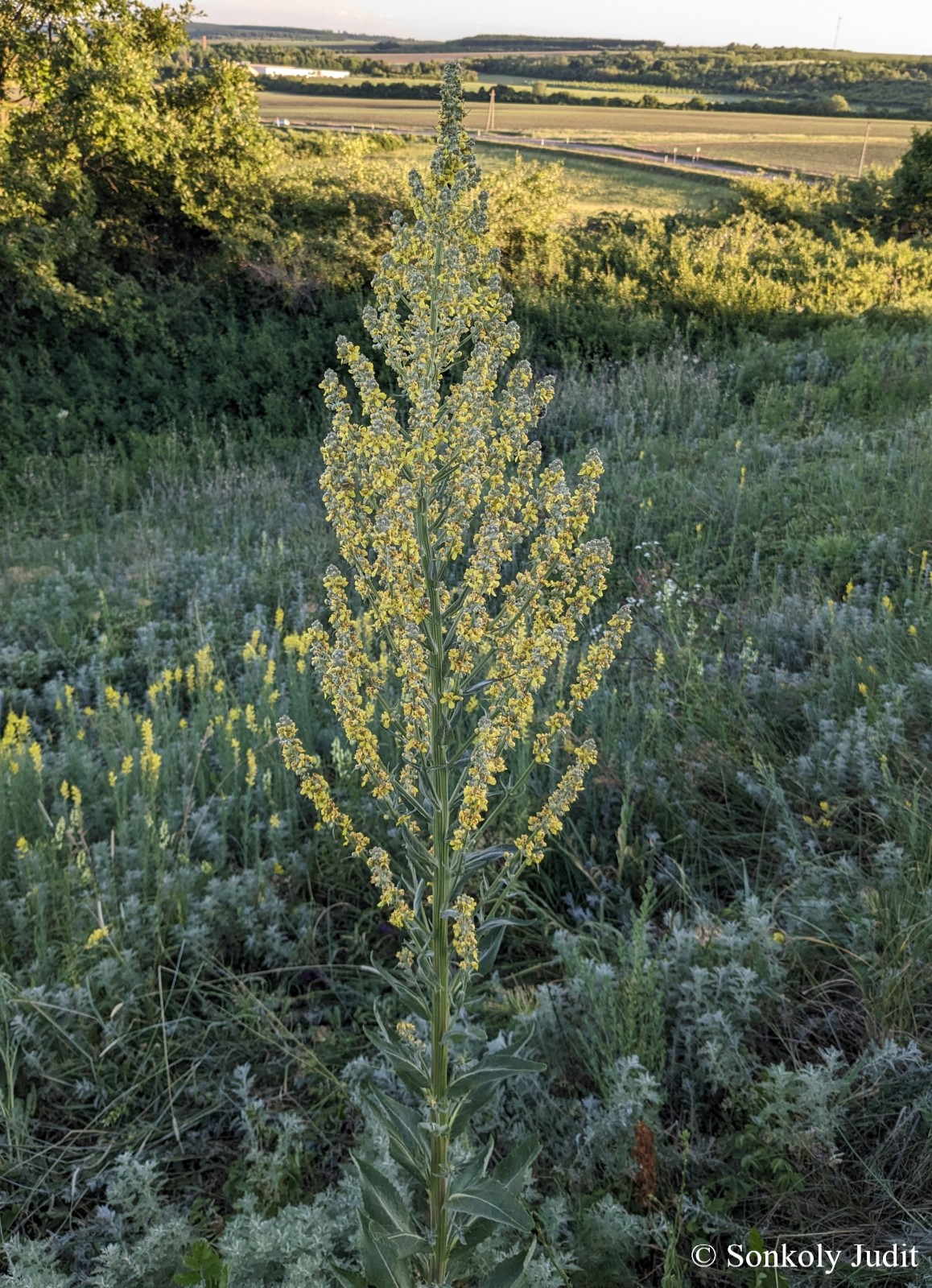 Verbascum lychnitis L.