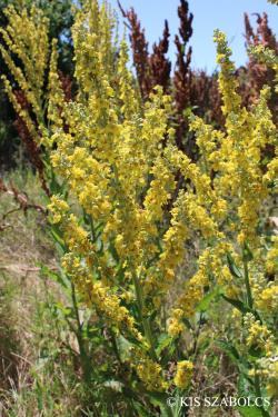 Verbascum lychnitis L. 2.Image