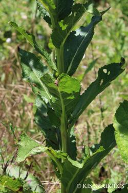 Verbascum lychnitis L. 4.Image