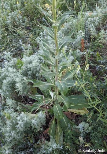 Verbascum lychnitis L. 3.Image