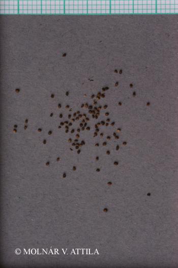 Verbascum lychnitis L. 5.Image