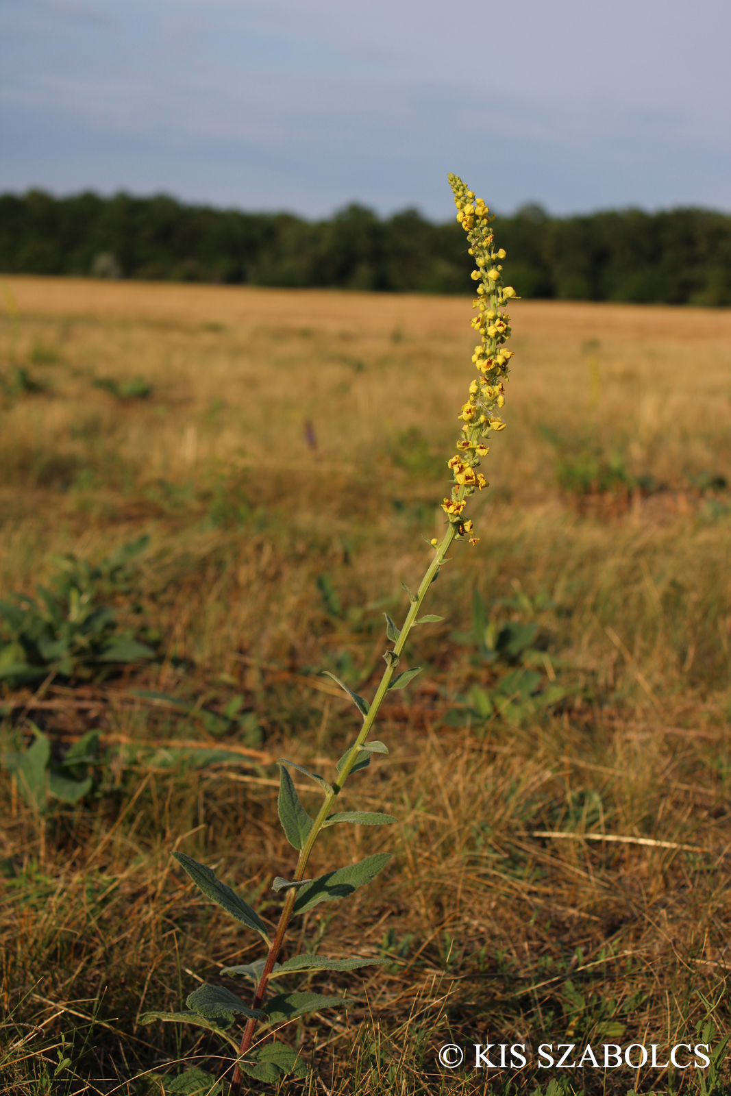 Verbascum nigrum L.