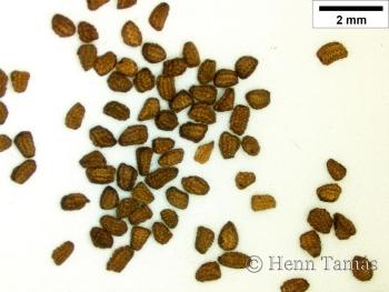 Verbascum nigrum L. 3.Image
