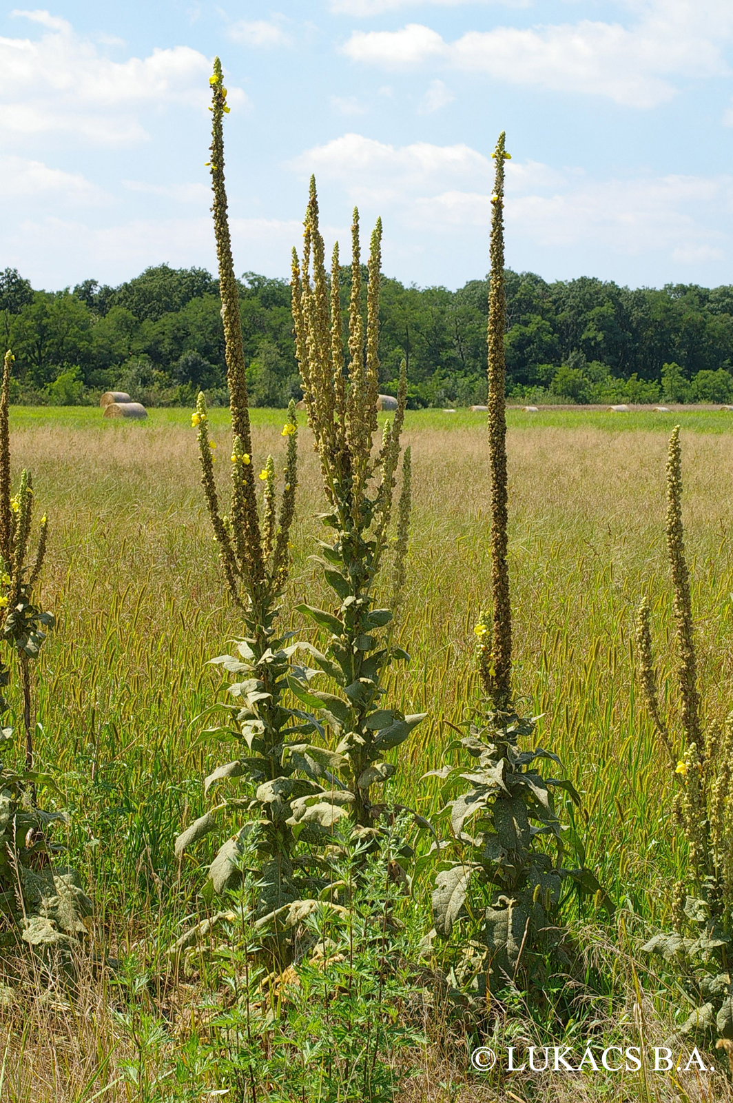 Verbascum phlomoides L.
