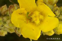 Verbascum phlomoides L. 2.Image