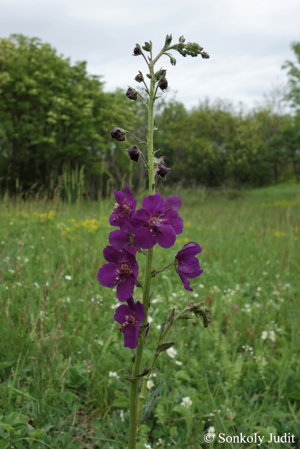 Verbascum phoeniceum L.