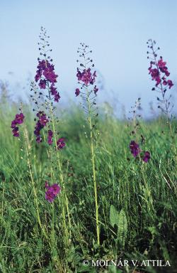 Verbascum phoeniceum L. 2.Image