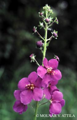 Verbascum phoeniceum L. 3.Image
