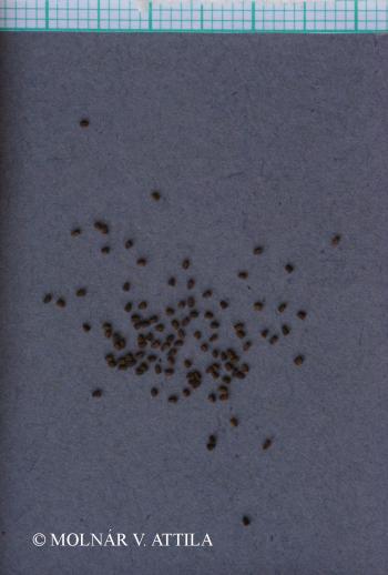 Verbascum phoeniceum L. 4.Image