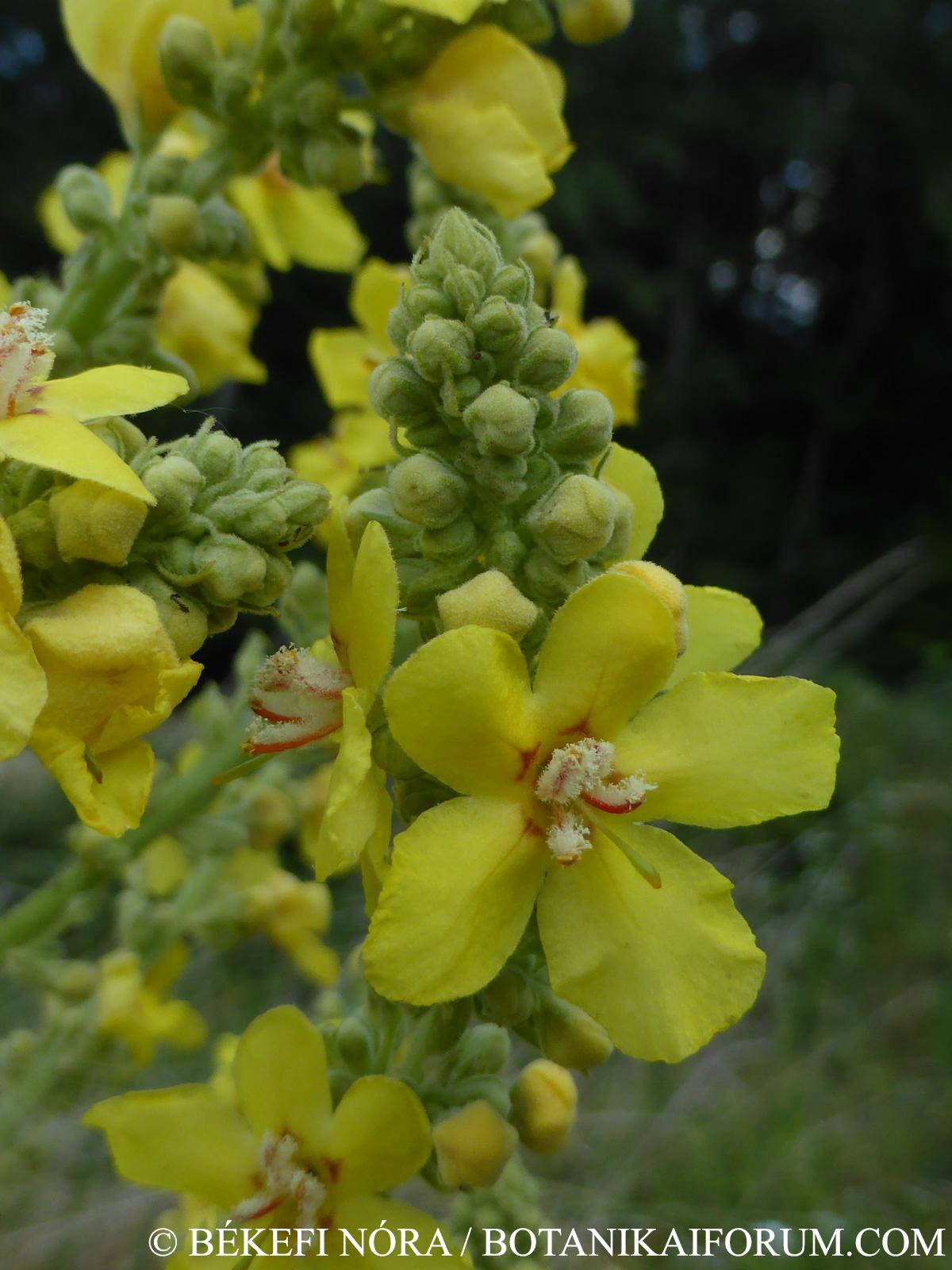 Verbascum speciosum Schrad.