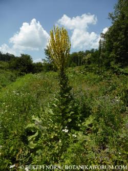Verbascum speciosum Schrad. 2.Image