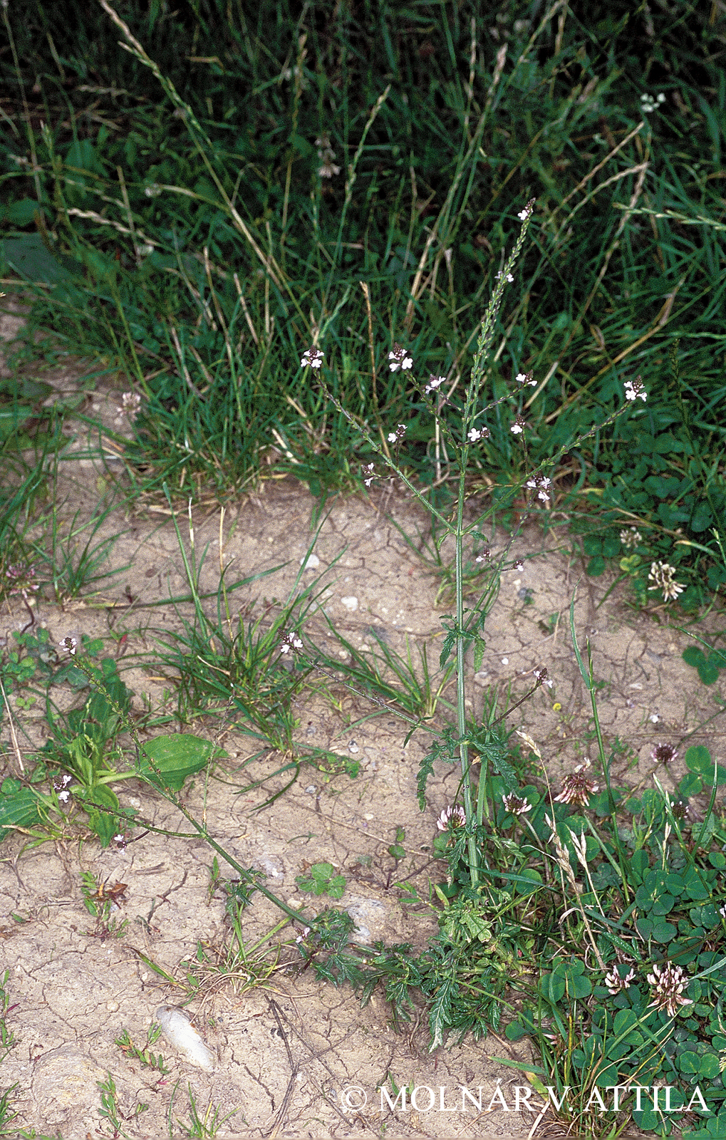 Verbena officinalis L.