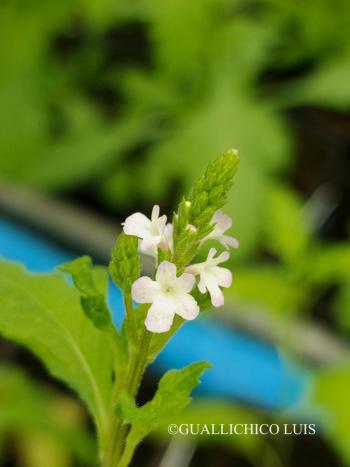 Verbena officinalis L. 3.Image