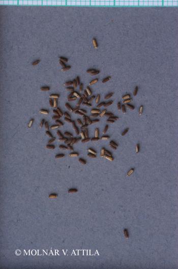 Verbena officinalis L. 2.Image