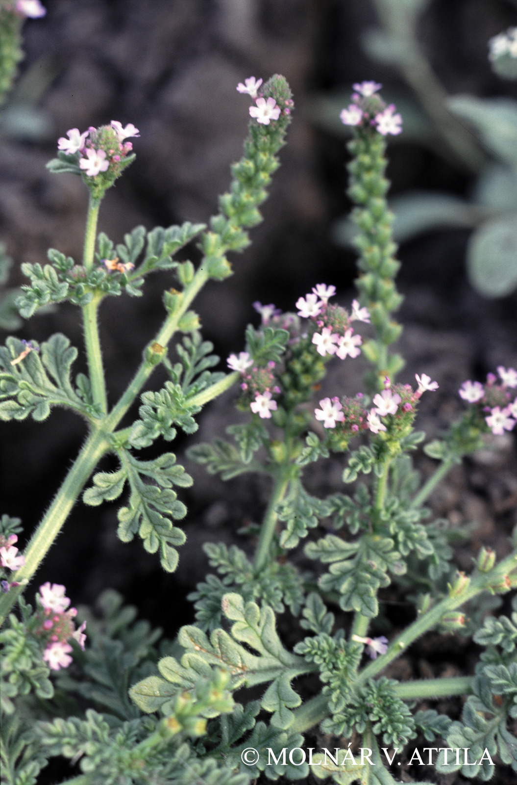 Verbena supina L.