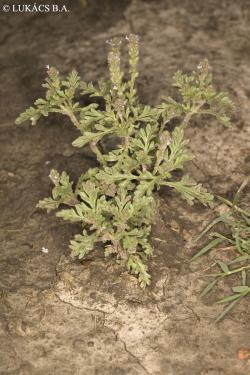 Verbena supina L. 2.Image