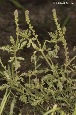 Verbena supina L. 3.Image