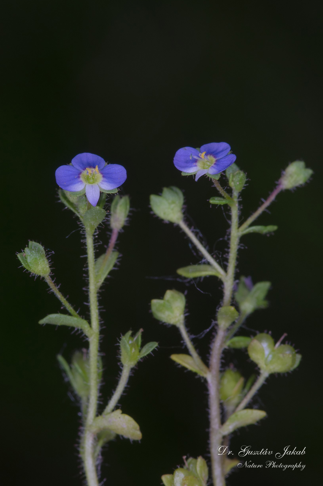 Veronica acinifolia L.