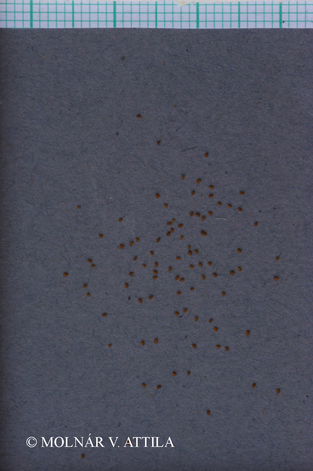 Veronica anagallis-aquatica L.