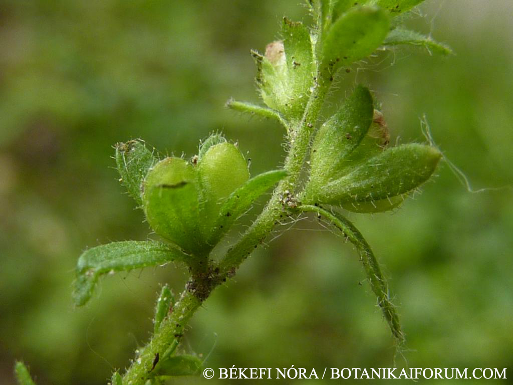 Veronica arvensis L.