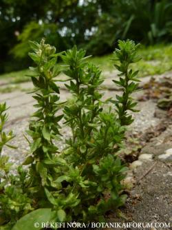 Veronica arvensis L. 2.Image