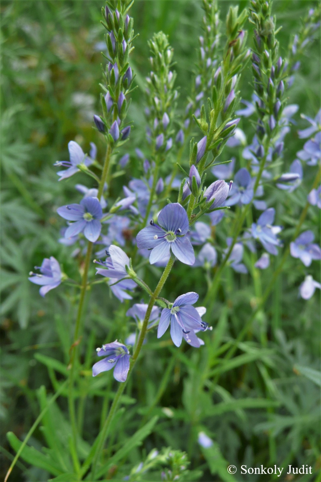 Veronica austriaca L. s. l.
