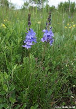 Veronica austriaca L. s. l. 2.Image