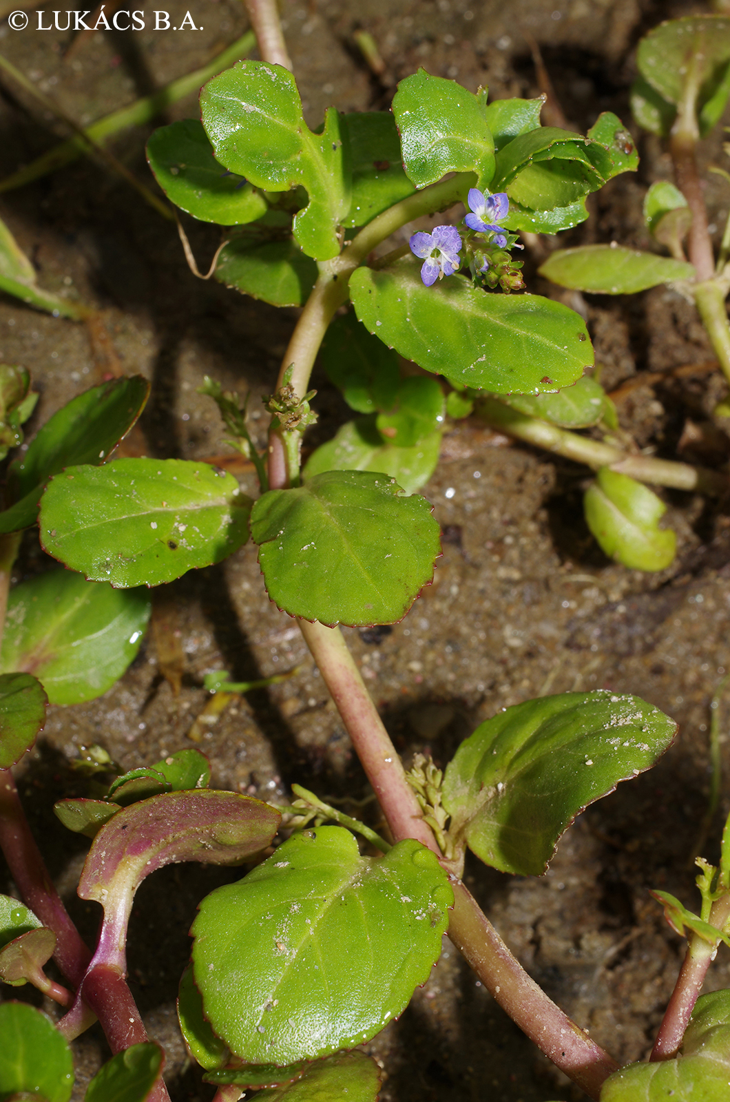 Veronica beccabunga L.