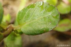 Veronica beccabunga L. 2.Image