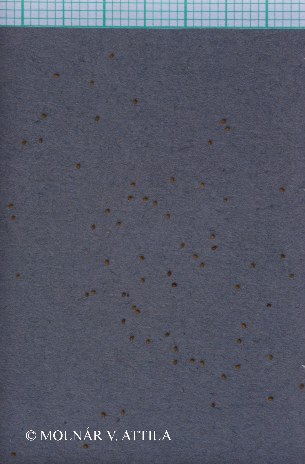 Veronica catenata Pennell