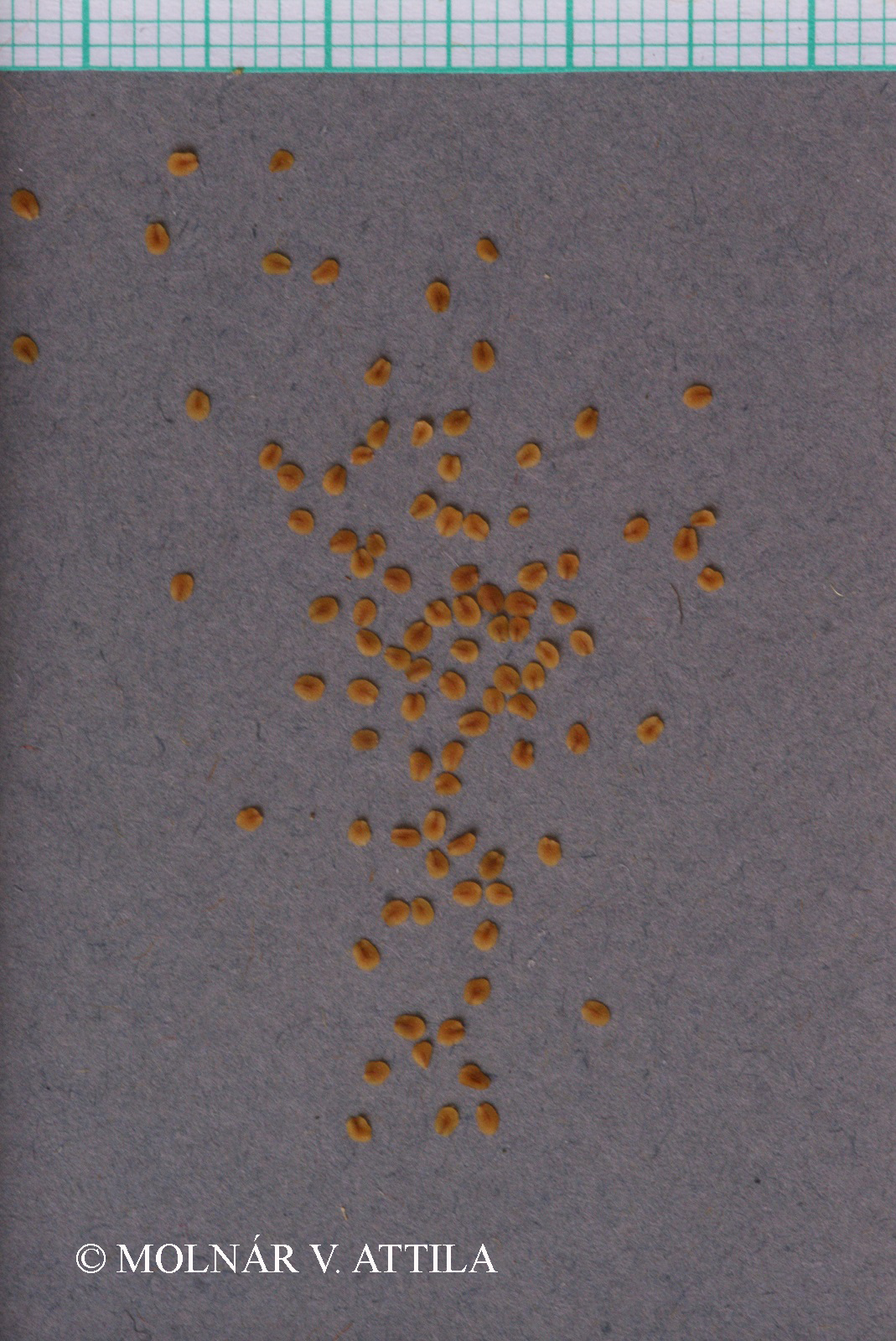 Veronica dillenii Crantz