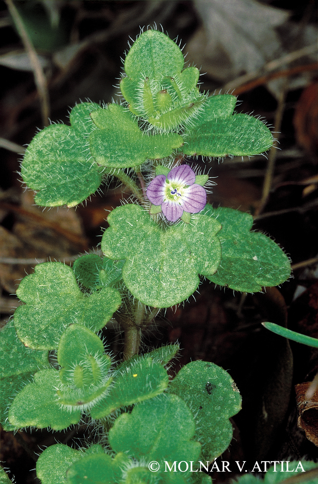 Veronica hederifolia agg.