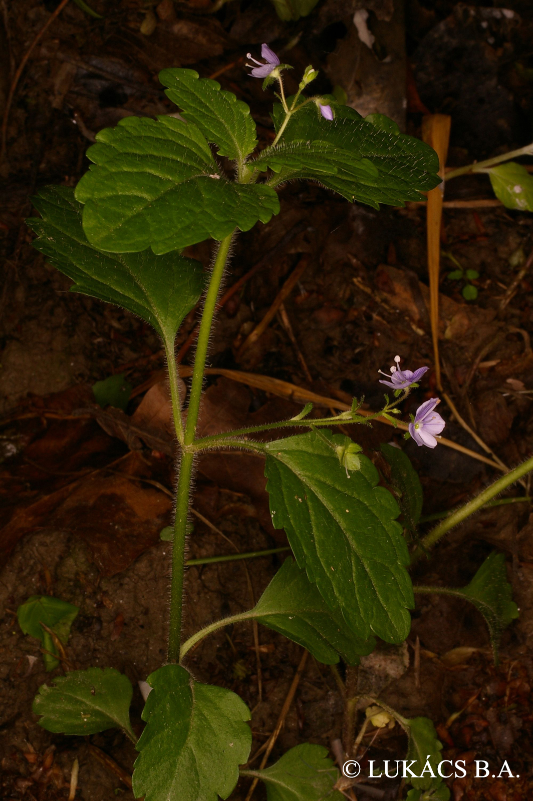 Veronica montana L.
