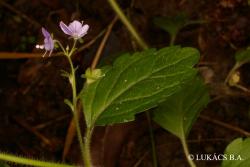 Veronica montana L. 2.Image