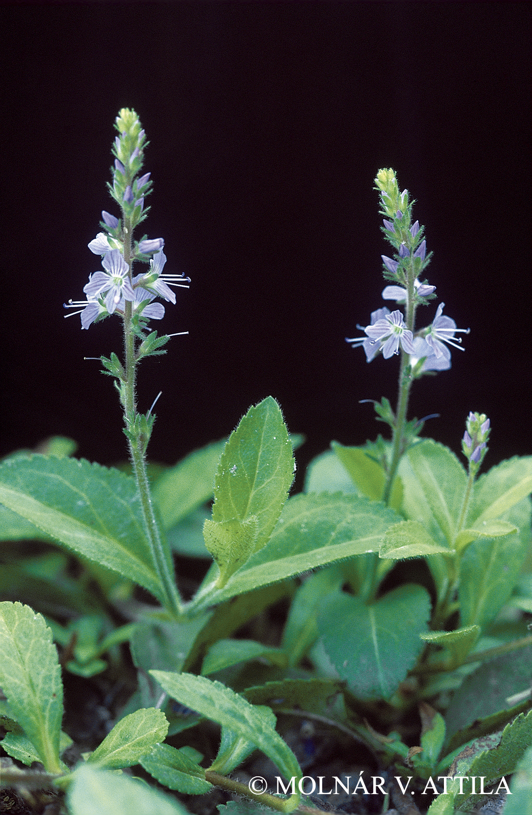 Veronica officinalis L.