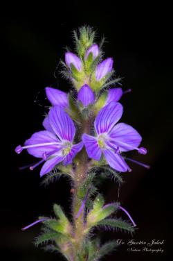 Veronica officinalis L. 2.Image