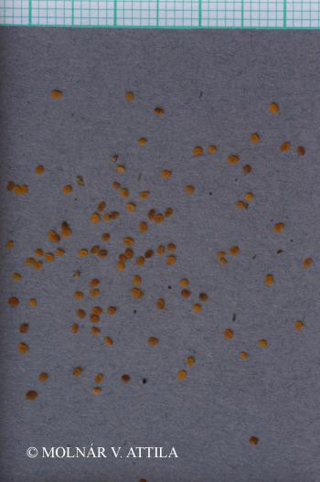 Veronica officinalis L. 3.Image